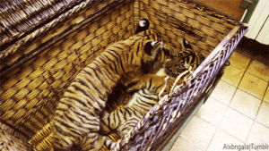 baby,tiger,cuddle,cub