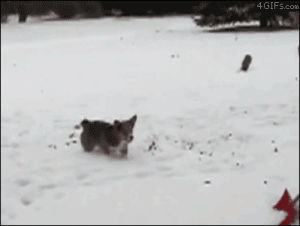 corgi,winter,animals,cute,dog,snow,flip