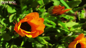 orange,animation,nature,picture,photography,graphics,photos,photo,flowers,graphic