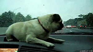 cars,dog,animals,wtf,moving,pugs,catching,wipers