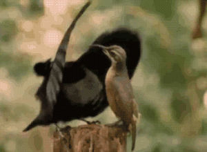 mating,bird,dance
