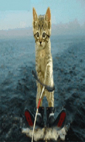 surfing,mobile,cat surfing,mobile9,screensavers,cat,download