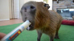 capybara,day,appreciation,lrmlederkopf