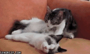massage,cat,sweet