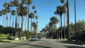 los angeles,driving,palm trees