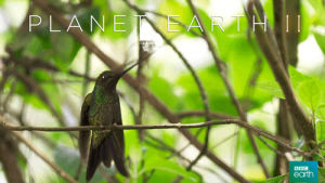 bbc,bird,hummingbird,planet earth 2,jungles,rogers,stony