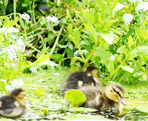 pond,stream,ducklings,animals,duck,ducks,float