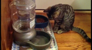 water,cats,bowl