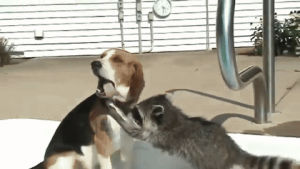 racoon,beagle,bath