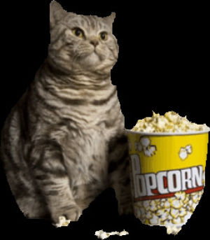 transparent,popcorn,awesome,cat,movies,movie,cool