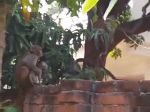 monkey,animals being jerks,kitten,steals
