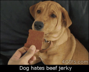 jerky,beef jerky,dog,animals,wtf,chewing,sniffing,hate
