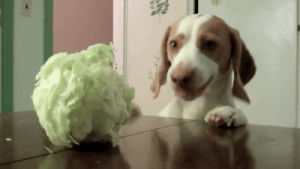 cabbage,dog