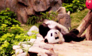 roll,cute,animals,bear,panda,zoo