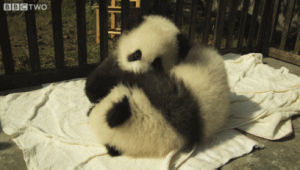 hugging,animals,panda,sleeping,sleepy