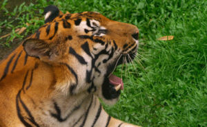 tiger,nature,yawning
