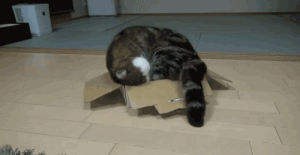 cat,box,maru