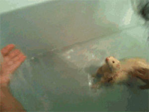 bath,ferret