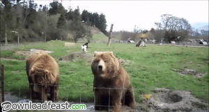 bye bye,best,lol,hahaha,funny,funny people,most funny,funny animals,funny bear,cute animal