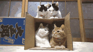 cats,box