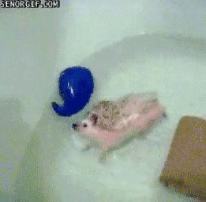 animals,cute,swimming,rolling,best of week,hedgehog,bath tub
