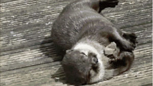 rolling,animals,playing,otter