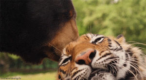 bear,animals,lion,tiger,love,kiss,friends,littleanimals