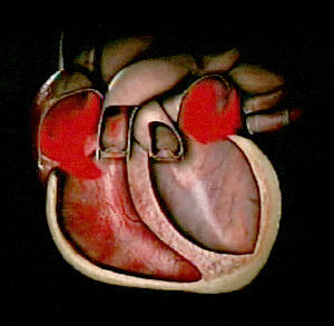 beating heart,heart,physiology,pump,science,art design