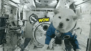 space,doge