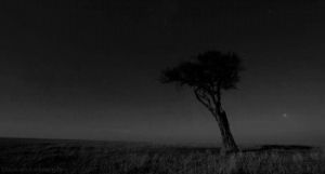 black and white,stars,tree,landscape,planet earth live