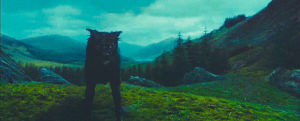 sirius black,patronus,remus lupin,harry potter,hp,deer,werewolf,marauders,james potter,black dog,padfoot,harry potter 3,computer recommend,tireoide e o frio