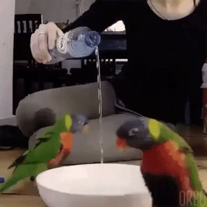 water,birds