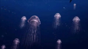 jellyfish,aurelia aurita,syfy,taiwanese animation,sweden,moon jellyfish,attack of the killer jellyfish,jellyfish invasion,sci fi