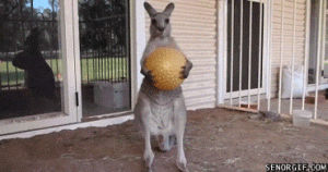 kangaroo,animals,ball,epic,its on