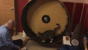 contemplate,kitty,cat,wheel,treats,meaning