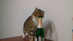 champagne,cat,new,year,licks
