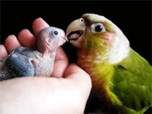 baby,bird,parrot,feeding