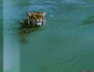 swimming,animals,cute,water,tiger,critter