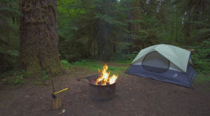 forest,cinemagraph,campfire
