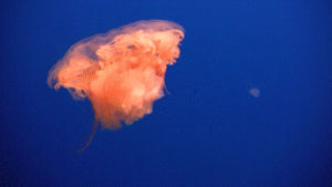 jellyfish,animals,water,red,ocean,swim,movement,sea life,sea animals,red jellyfish