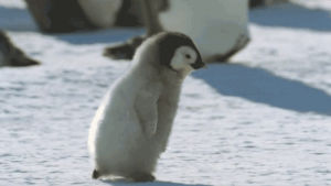 running,penguin,snow,scared