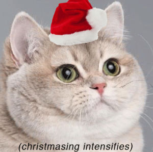 christmas,merry christmas,christmas animals,animal christmas,christmasing intensifies