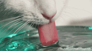 slow motion,drinking water,cats,pbs,cat,kitty,water,cute cat,deep look,cat tongue,grooming cat