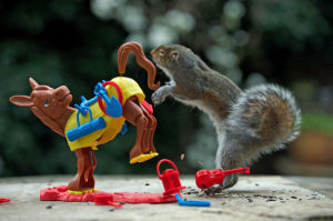 squirrel,puns,nuts