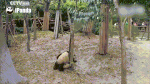 panda,tree,falls