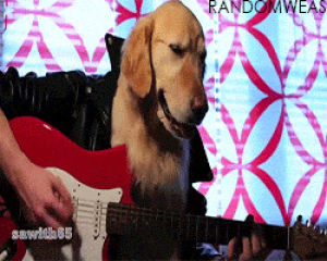 dog human,labrador,dog,animals,guitar,playing,human,panting