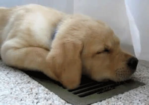 air conditioning,sfw,dog,puppy,safe for work,funny puppy