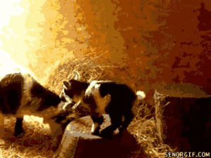 cat,animals,cute,scared,jumping,goats,jumps on log