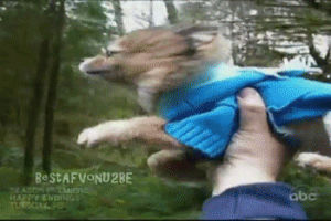 Dog super GIF Find on GIFER