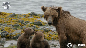 bear,sleepy bear,wildlife,cute,animal,bbc,bbc one,furry,alaska,grizzly bear,alaska live,bear cub,skill